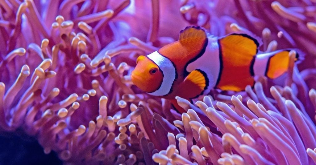 a clown fis swimming amongst anemone